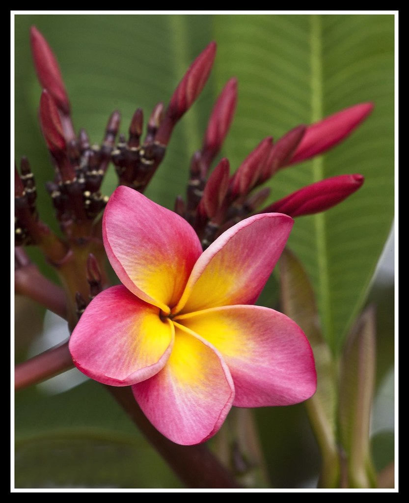 Frangipani opening soon1= Frangipani opening soon Flickr
