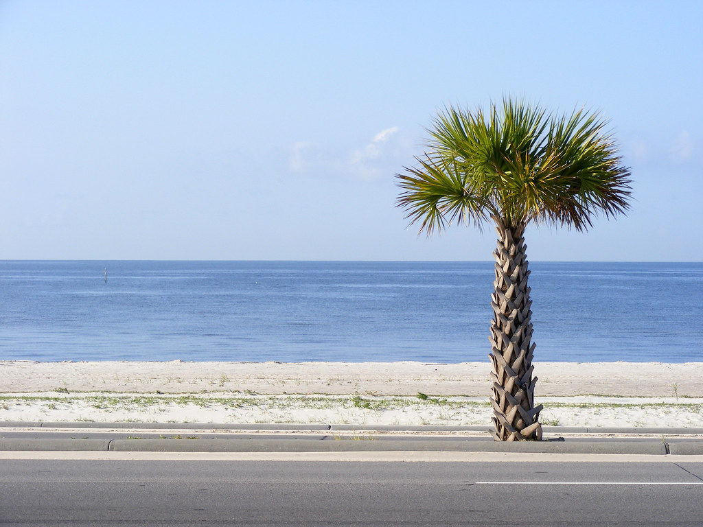 Palm Tree Mississippi Coast 2011 Photographer Kevin Woolse… Flickr