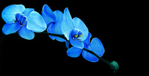 Blue Orchid Flower Meaning for Elegance and Innocence Flickr