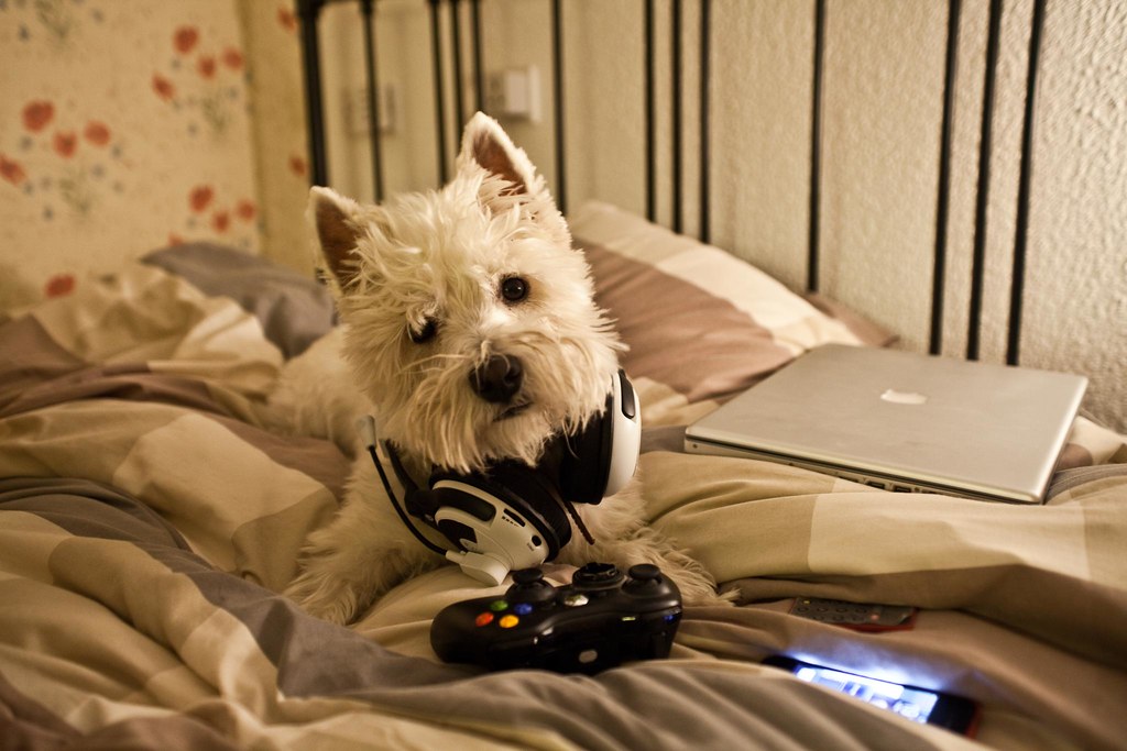 Xbox Dog feirny Flickr