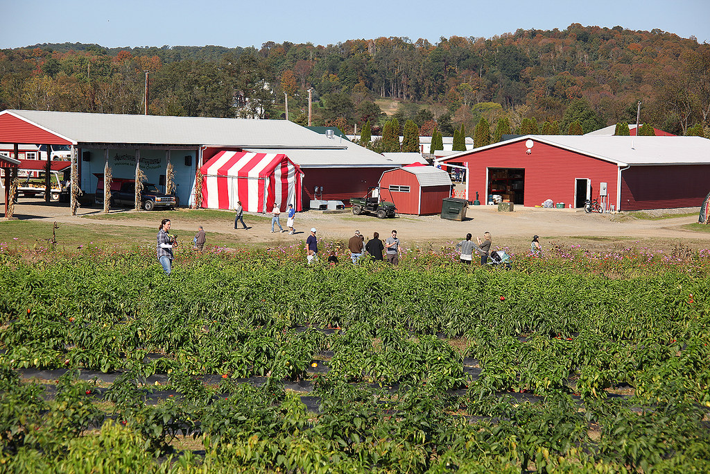 Barton Orchards 008 Visitors pick produce at Barton Orchar… Flickr