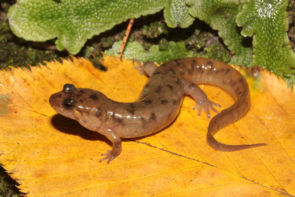 Desmognathus monticola young seal salamander KY Powell Co… Flickr
