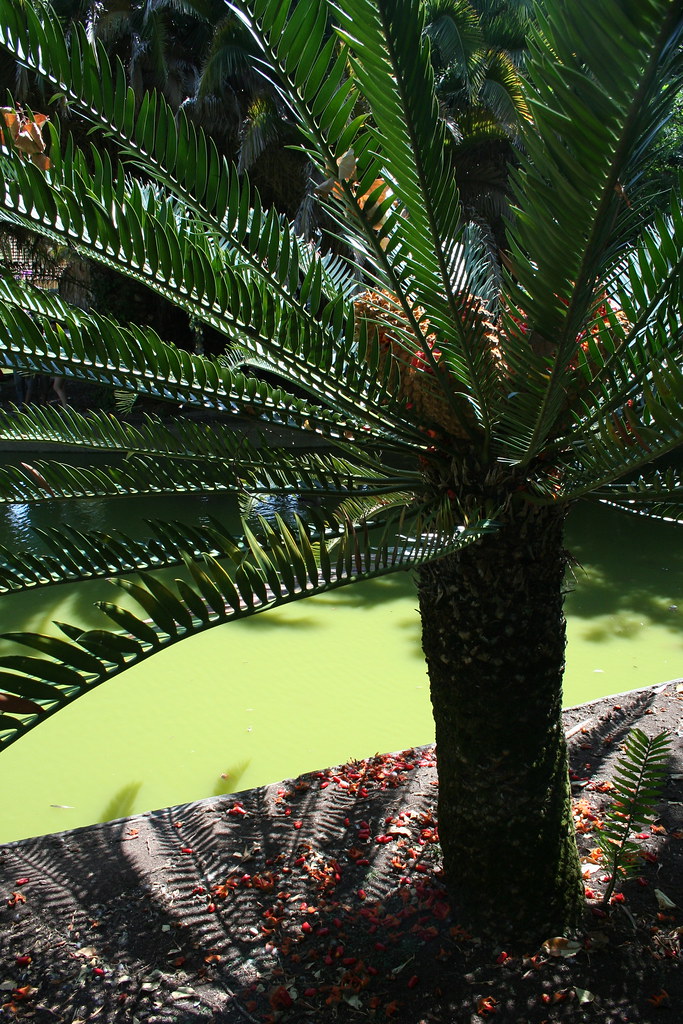 little palm tree Czikson Borixon Flickr