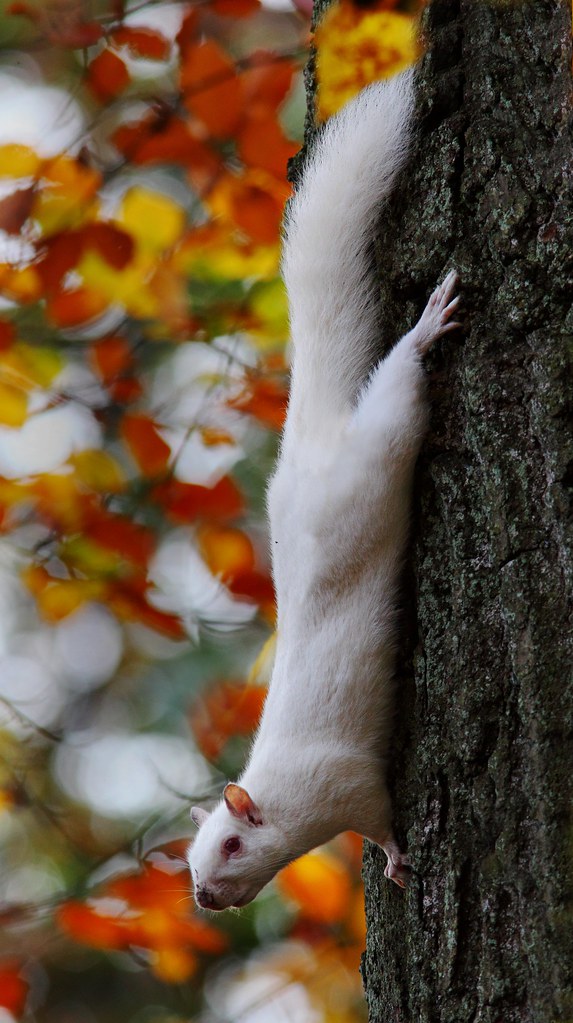 Grey Squirrel (Albino), Bellsquarry Birchwood, Livingston Flickr
