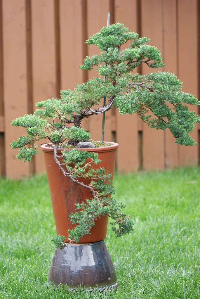 Japanese Juniper bonsai Japanese Juniper cascade style fro… Flickr