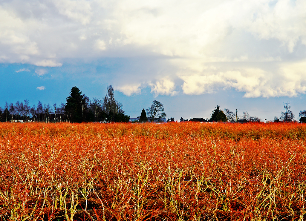 Blueberry Bushes in Winter a photo on Flickriver