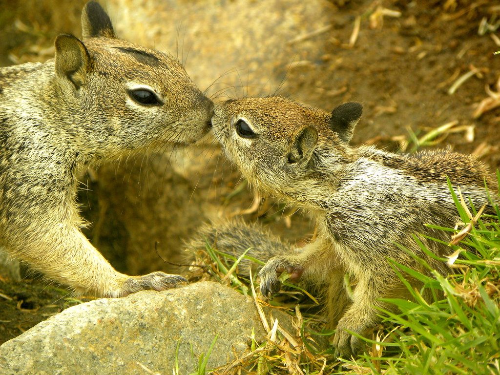 Adorable Squirrels Kissing It's an amazing shotwhat more … Flickr