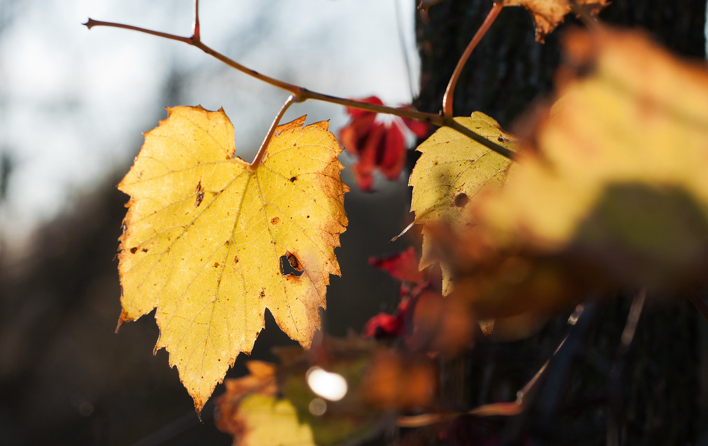 Fall Meacham Grove Forest Preserve Bloomingdale, Illinois Flickr