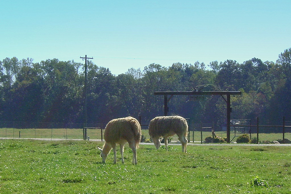 Lazy 5 Ranch, Mooresville NC Rowan County These are photos… Flickr