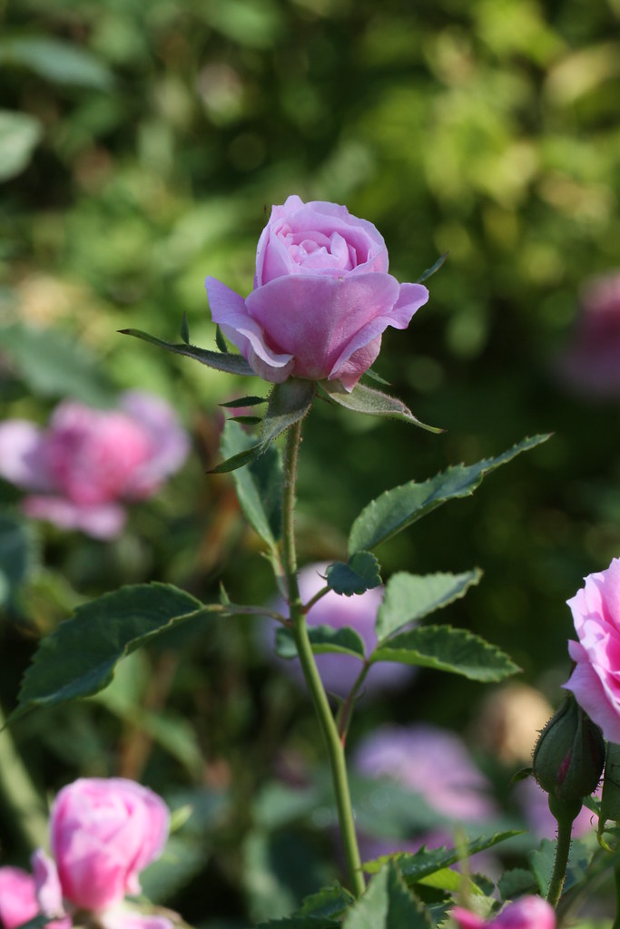 Pink Rose Pink rose ( San Antonio Botanical Gardens ) Glenn Stuart