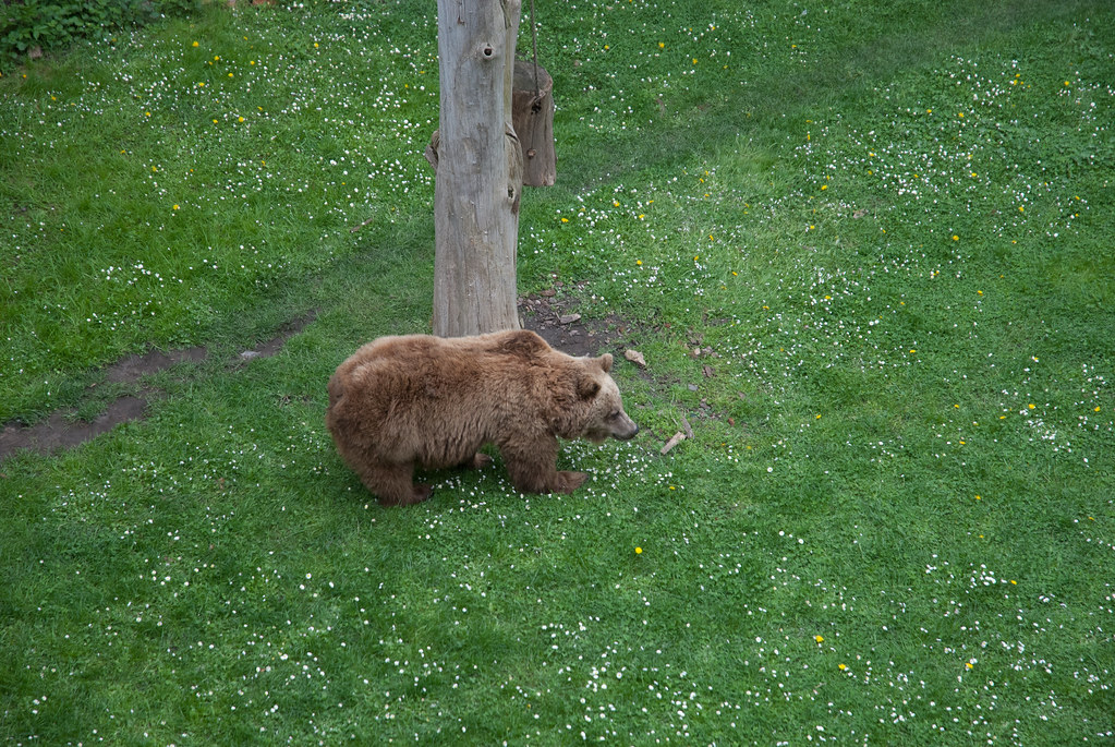 Brown bear Bears surround the castle in Germany, 2… Thomas Quine Flickr
