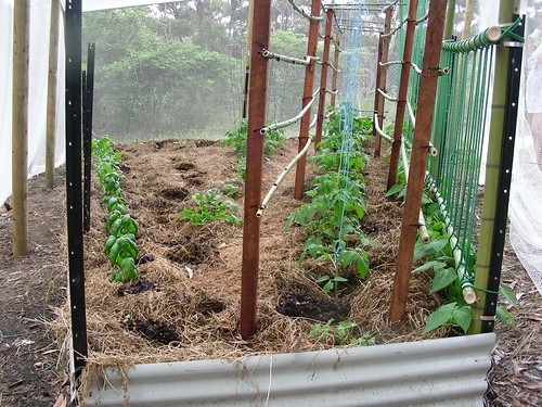 Tomatoes in bamboo, hardwood and string trellis Doug Beckers Flickr