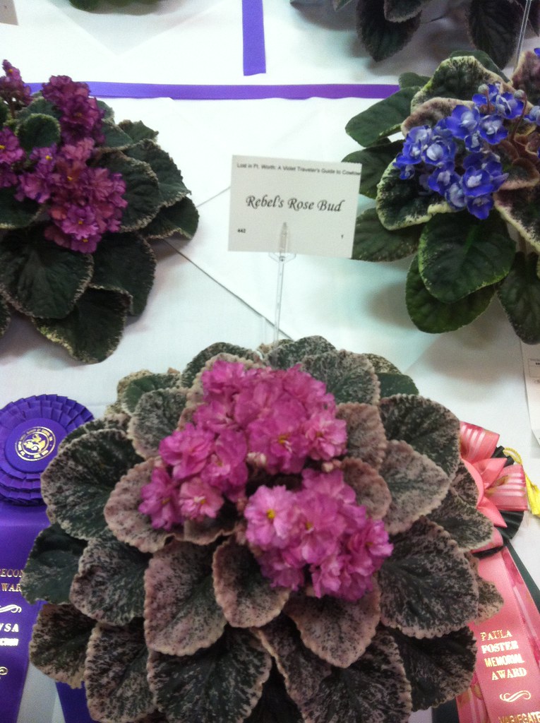 "Rebel's Rosebud" Show African Violet plantcrazed101 Flickr