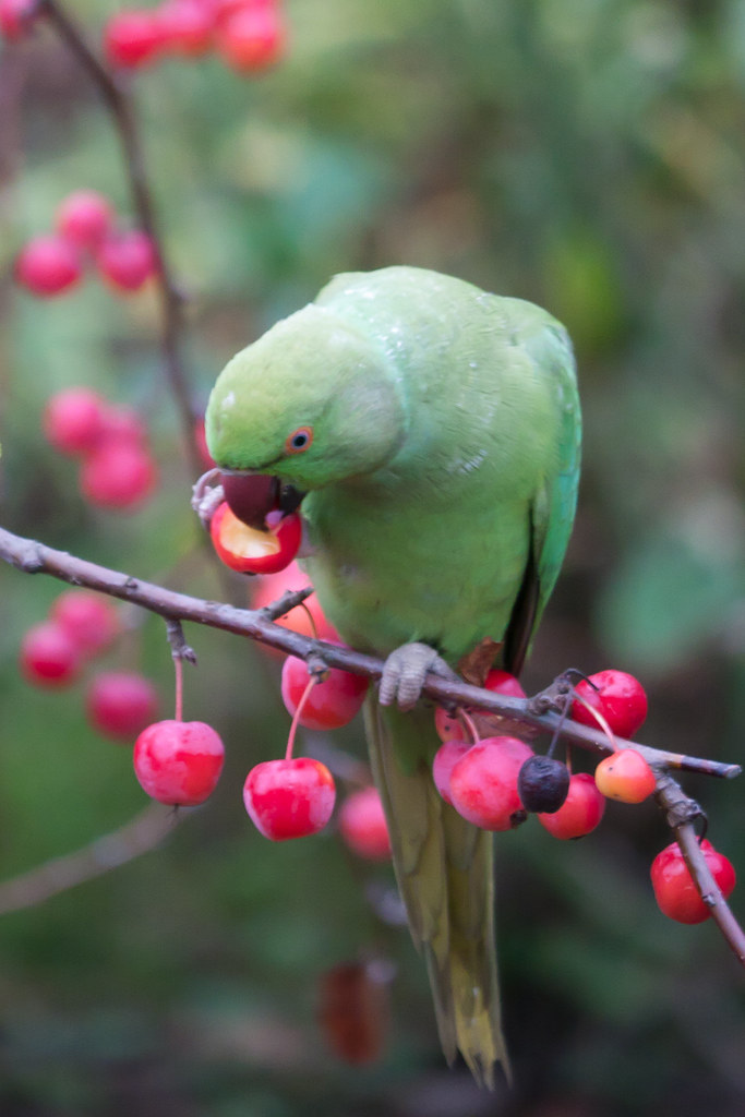 Parakeet Eating Crab Apple A rose ringed parakeet eating c… Flickr