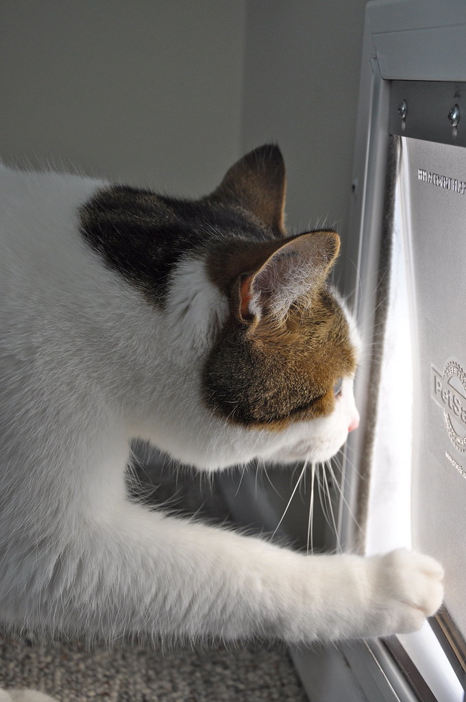 Going through the Cat Flap The cat flap leading to the cat… Flickr