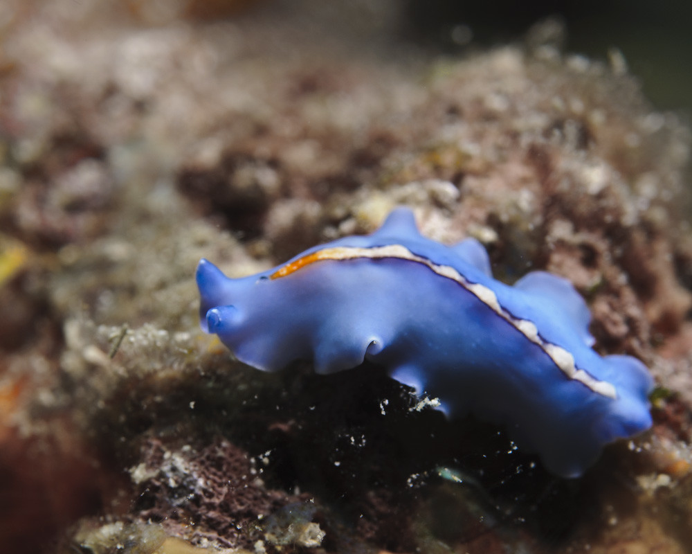Flatworm ( prob Pseudoceros bifurcus ) THANKS TO CARLO87