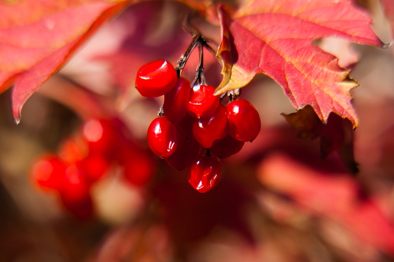 Verbena berries Wolves Wild
