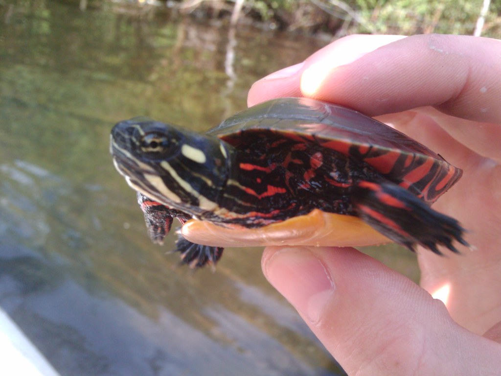 Painted turtle, Charles River, Watertown, Massachusetts Flickr
