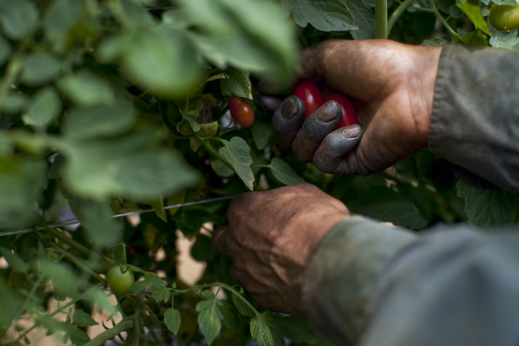 Migrant Worker, Fort Blackmore, VA A migrant worker picks … Flickr