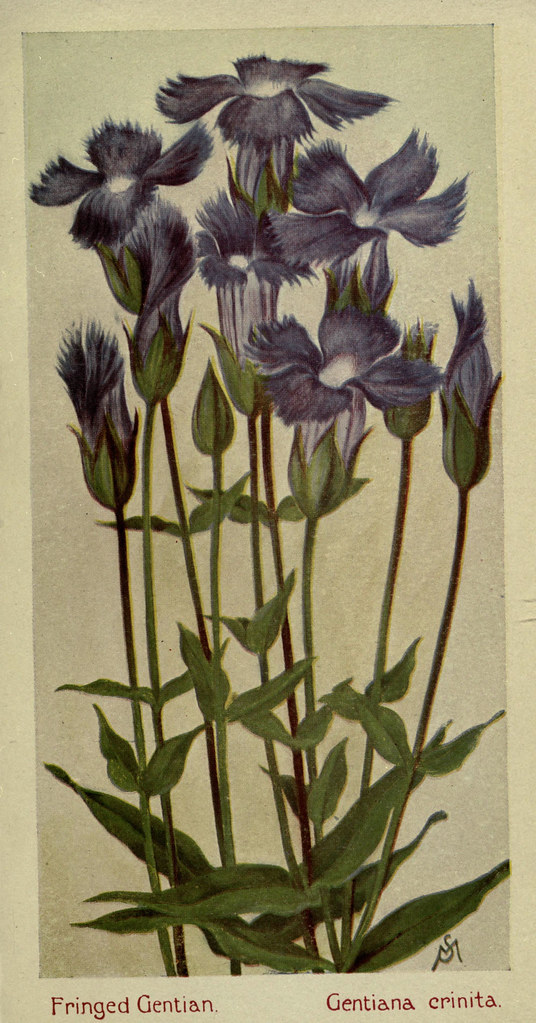 n414_w1150 Field book of American wild flowers New York,Pu… Flickr