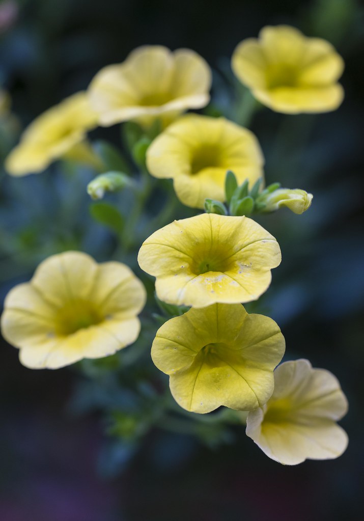 Yellow Flowers Jerry Brendle Flickr