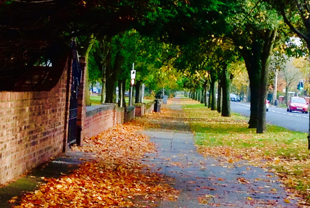 Scarisbrick New Road looking beautiful with all the Autumn… Flickr