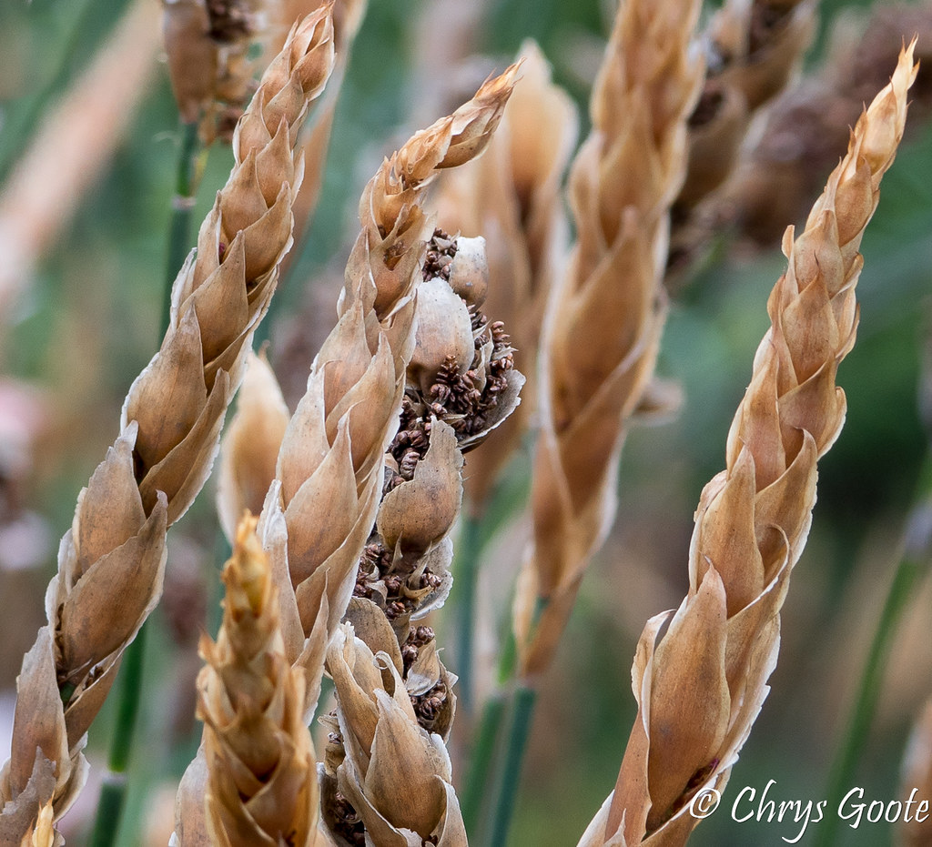 Hollow reed I love photographing our diverse fynbos, and i… Flickr