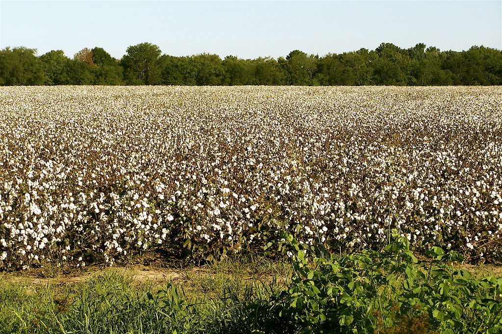 MISSISSIPPI COTTON FIELDS "There are quite a few of thes… Flickr