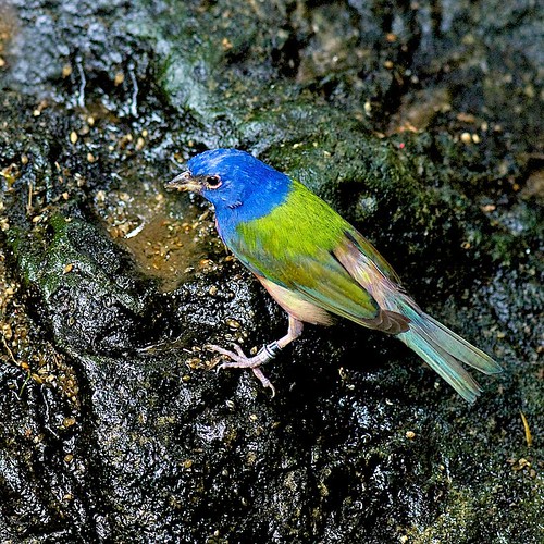 A Rare Treat Painted Bunting This bird is from N… Flickr