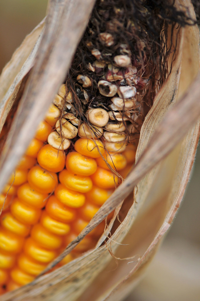 Rotten corn If you get trapped in a corn maze overnight, d… Flickr