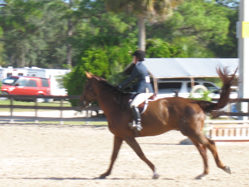 Fox Lea Farm Horse Show, Venice, Florida 11.6.2011 Flickr