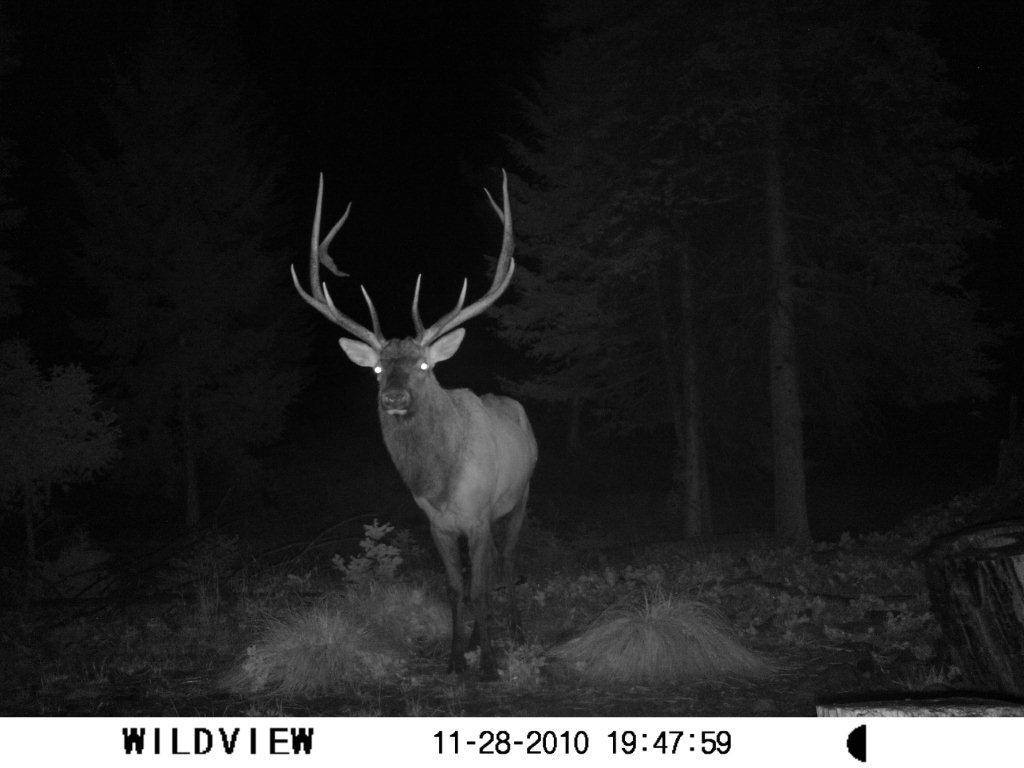 Bull Elk Moose Creek Estates Flickr