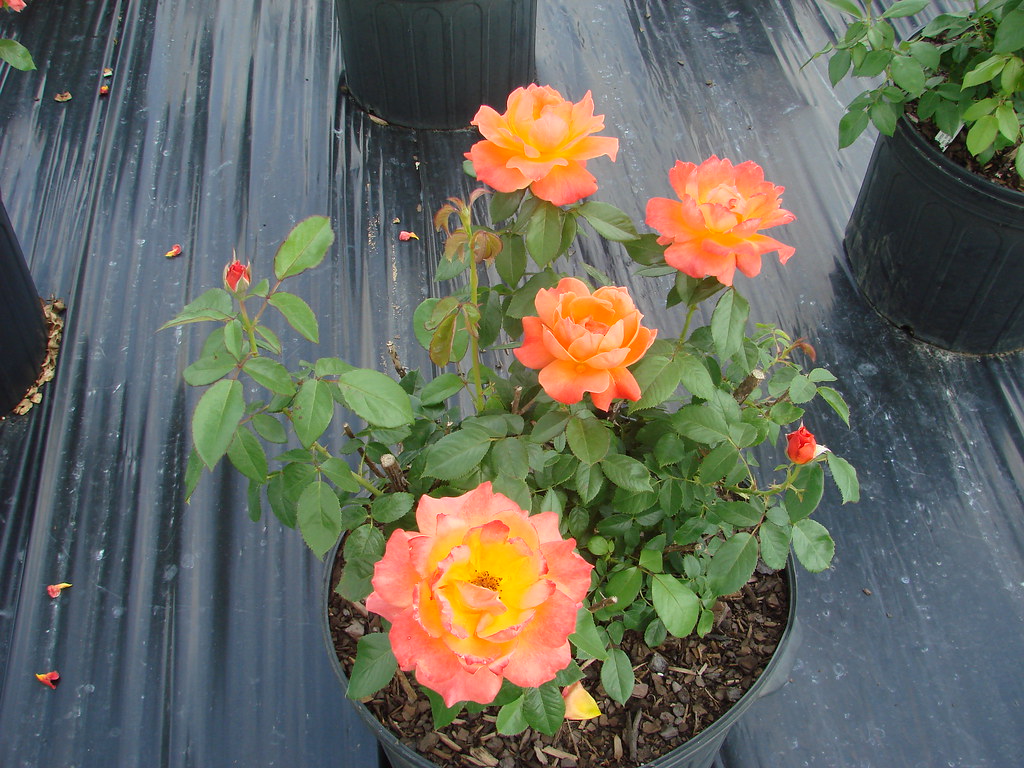 Rose Living Easy 3 Rose Living Easy 3 lawonna1 Flickr