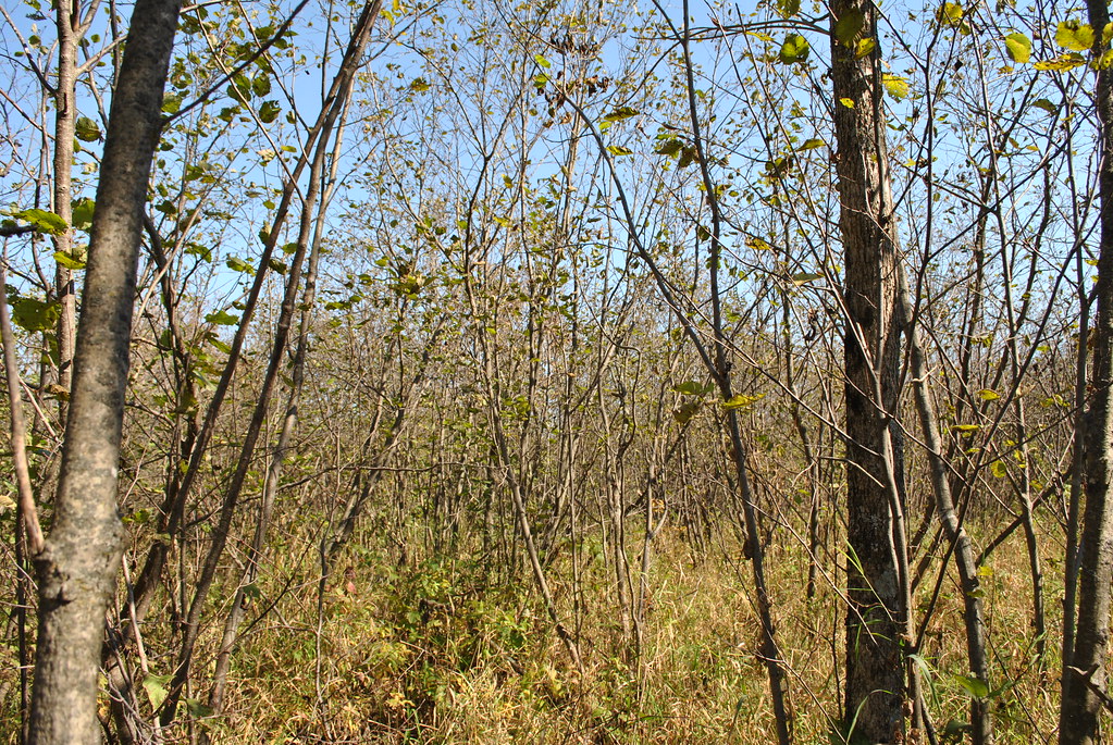 Shrub Carr Big Beaver Meadow State Natural Area, SNA 572,… Flickr