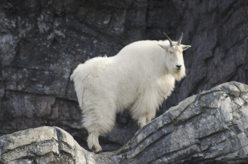Mountain Goat on a Rocky Ledge Sue F Flickr