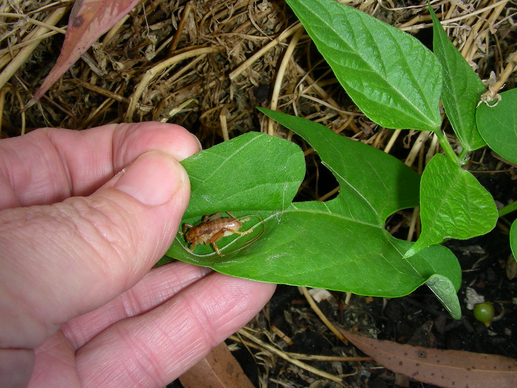 Cricket in the vegetable garden 5 Some sort of Cricket or … Flickr