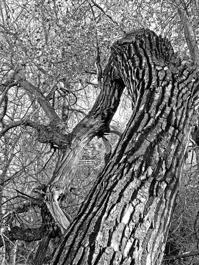 Where the Woodbine Do I see Mr. Peppercorn causing… Flickr