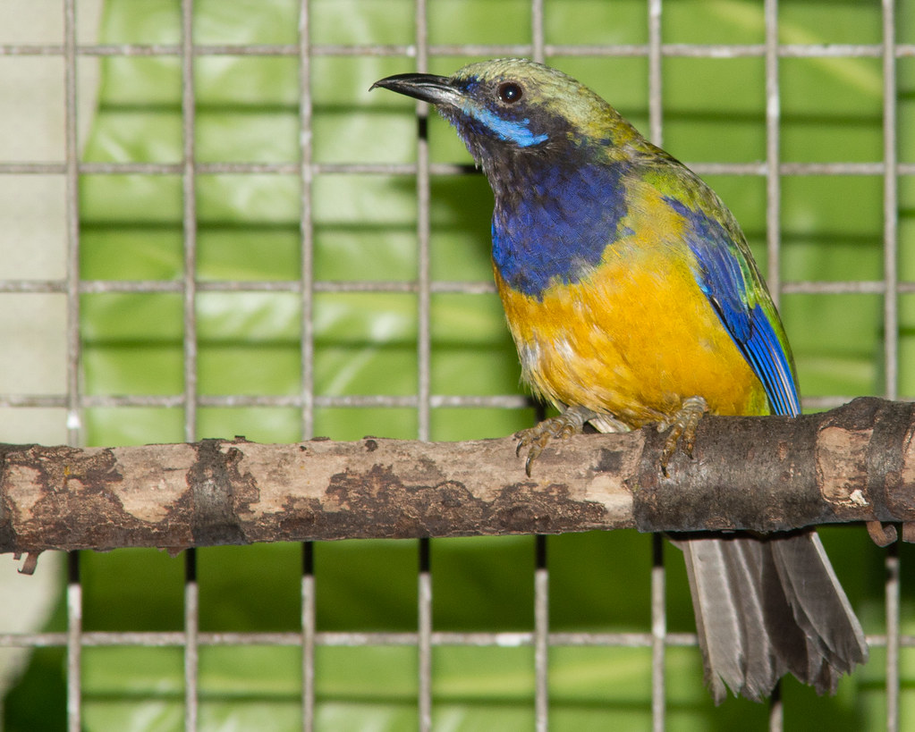 blue and gold bird 2657 taken at National Aviary Flickr