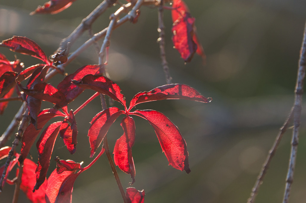 Fall Meacham Grove Forest Preserve Bloomingdale, Illinois Flickr