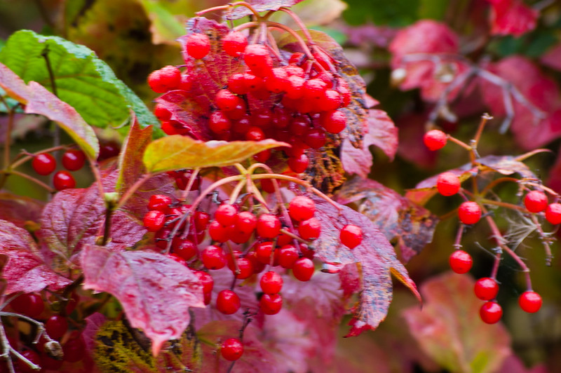 Verbena berries Wolves Wild