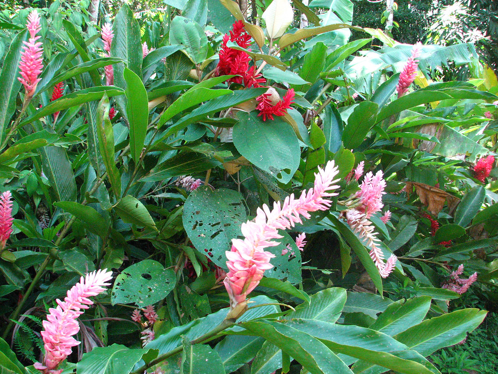 Tropical Floral 1 Nic & J's Central America Adventures Flickr