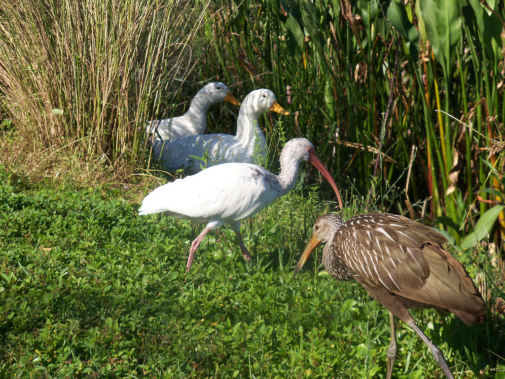 lake morton birds amcelhinney2003 Flickr
