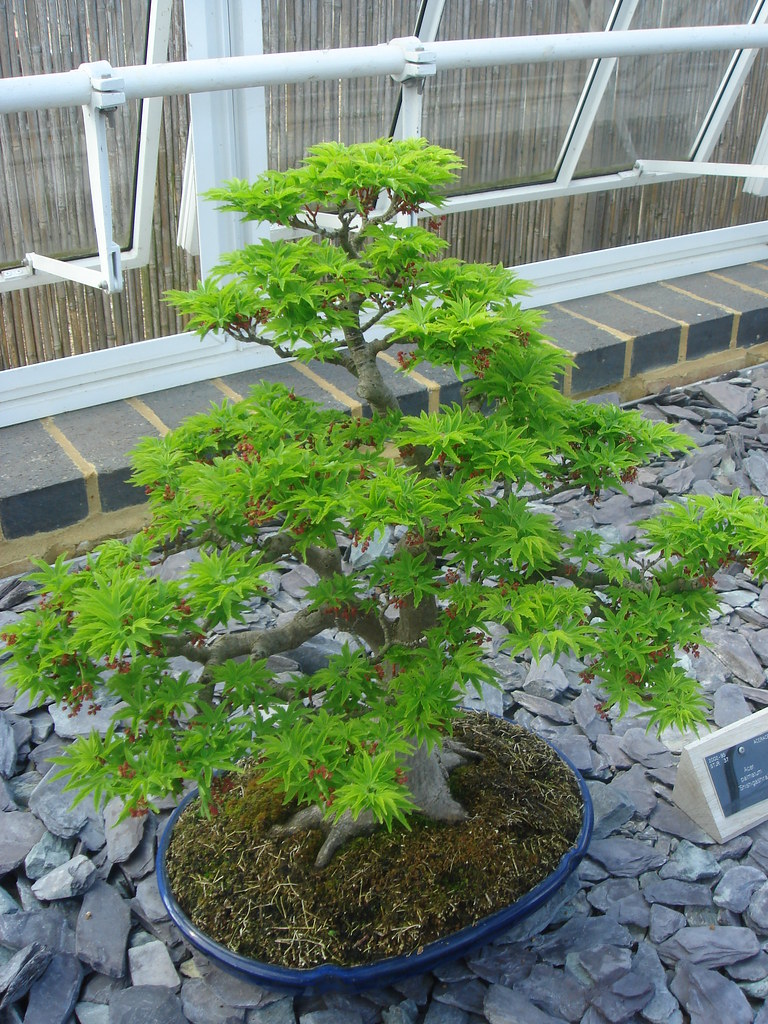 Bonsai, Kew Gardens Graham Little Flickr