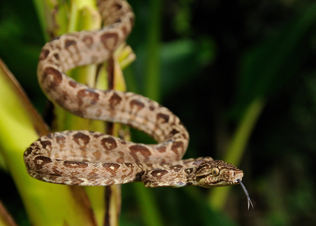 Amazon tree boa Amazon tree boa (Corallus hortulanus) from… Flickr
