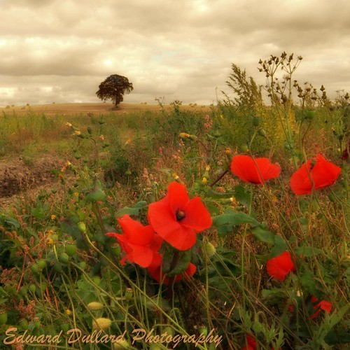 POPPIES IN AN IRISH FIELD. County Carlow, Ireland. all rig… Flickr
