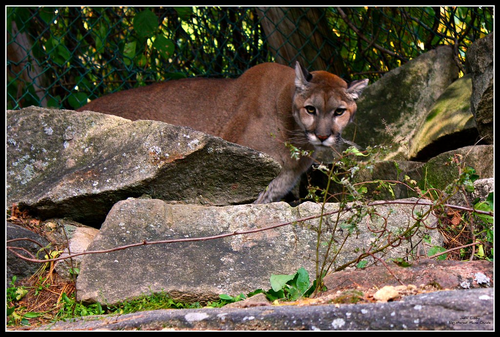 Maine Mountain Lion What every outdoor enthusiast fears Jeff Libby Flickr