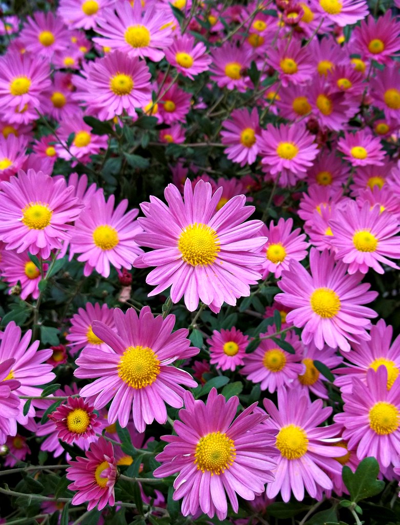 Pink Daisy Mums Greg's Southern Ontario (Catching Up Slowly) Flickr