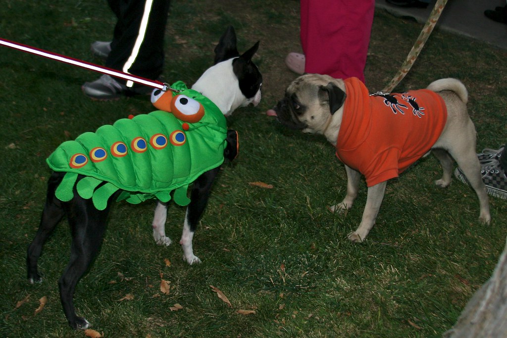Halloween Mt Vernon 2011 45 Trickortreating in Prescott … Flickr