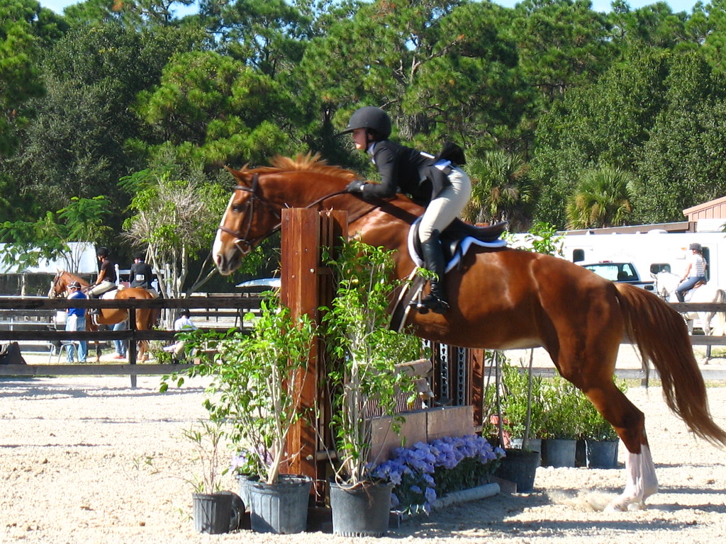 Fox Lea Farm Horse Show, Venice, Florida 11.6.2011 a photo on Flickriver