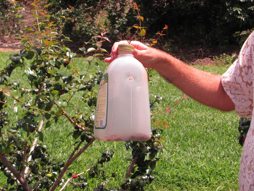 Fruit Fly Trap food and pheromonebaited trap for fruit f… Flickr